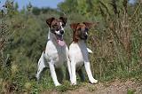 FOX TERRIER POIL LISSE 179